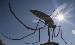 世界上最大的蚊子