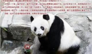 熊猫能活多少岁