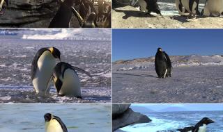 企鹅生活在哪里