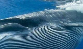 世界上最大的鲸鱼